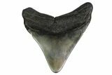 Fossil Megalodon Tooth - South Carolina #164943-1